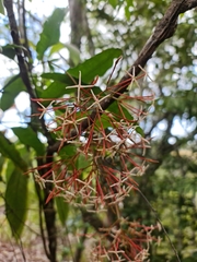 Ixora platythyrsa
