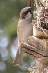 Passer domesticus