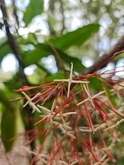 Ixora platythyrsa