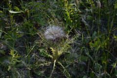 Cirsium drummondii
