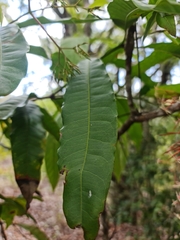 Ixora platythyrsa