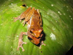 Leptomantis cyanopunctatus