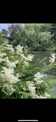 Filipendula ulmaria