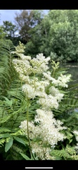 Filipendula ulmaria
