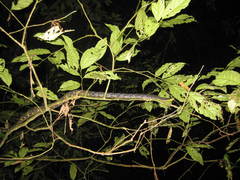 Boiga cynodon