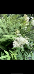 Filipendula ulmaria