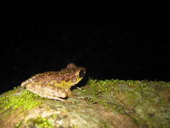 Sumaterana crassiovis