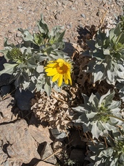 Enceliopsis covillei
