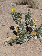 Enceliopsis covillei
