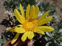 Enceliopsis covillei