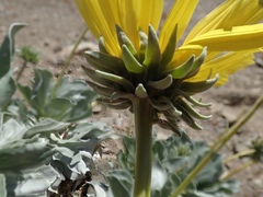 Enceliopsis covillei