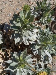 Enceliopsis covillei