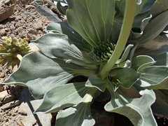 Enceliopsis covillei