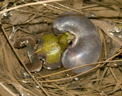 Physalaemus albonotatus