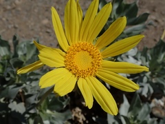 Enceliopsis covillei