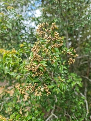 Leptolaena cuspidata