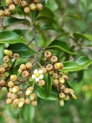 Leptolaena cuspidata