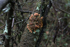 Hypocreopsis rhododendri