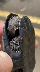 Acanthochelys spixii