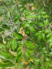 Leptolaena cuspidata