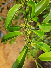 Salacia madagascariensis