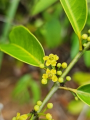 Salacia madagascariensis