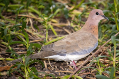 Streptopelia senegalensis