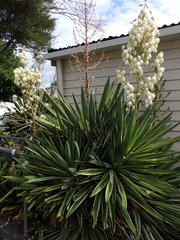 Hemiberlesia lataniae