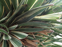 Hemiberlesia lataniae
