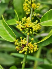 Salacia madagascariensis