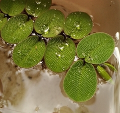 Salvinia radula