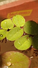 Salvinia radula