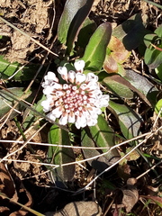 Noccaea caerulescens
