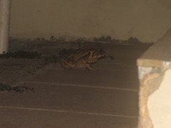 Sclerophrys pardalis
