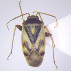 Polymerus brevicornis