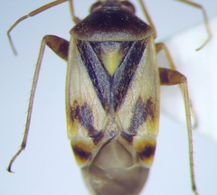 Polymerus brevicornis
