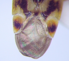 Polymerus brevicornis