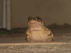 Sclerophrys pardalis