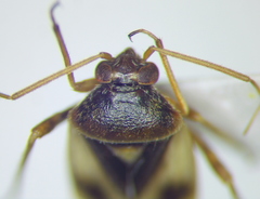 Polymerus brevicornis
