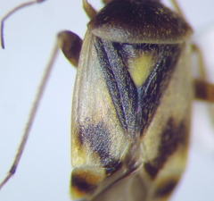 Polymerus brevicornis