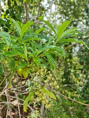 Bertiera longithyrsa