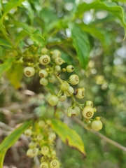 Bertiera longithyrsa