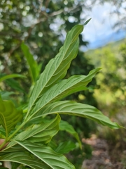 Bertiera longithyrsa