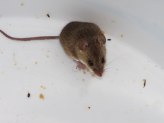 Mus minutoides