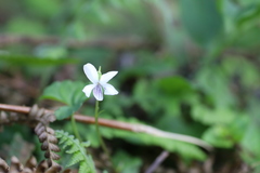 Viola arcuata