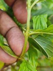 Bertiera longithyrsa