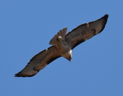 Buteo jamaicensis