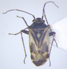 Polymerus cognatus