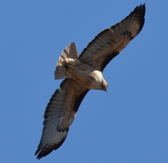 Buteo jamaicensis