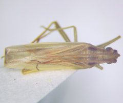 Stenodema calcarata